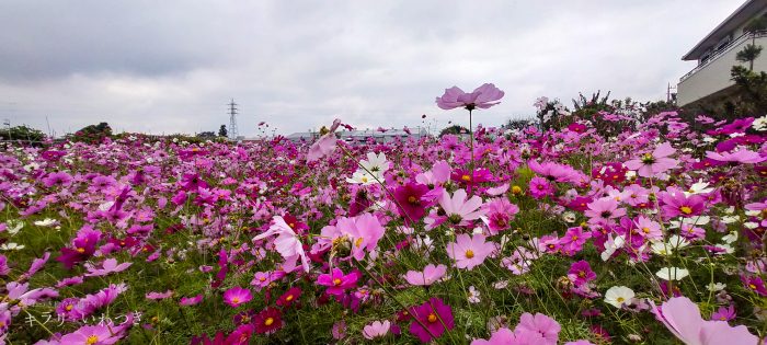 岩槻区 鹿室コスモス