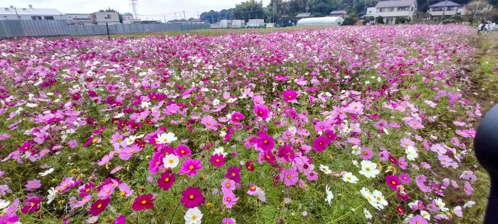 岩槻区 鹿室コスモス