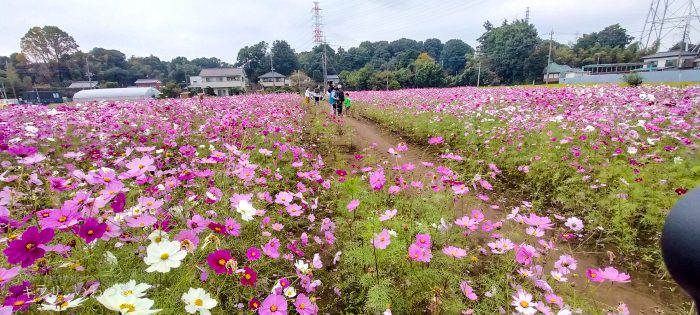 岩槻区 鹿室コスモス
