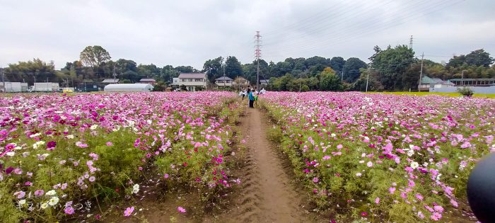 岩槻区 鹿室コスモス