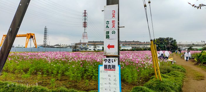 岩槻区 鹿室コスモス