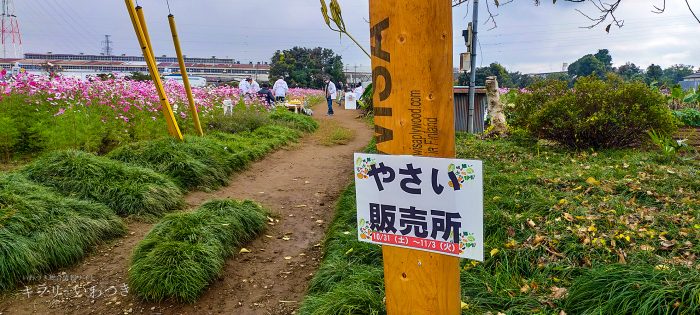 岩槻区 鹿室コスモス