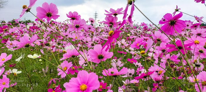 岩槻区 鹿室コスモス