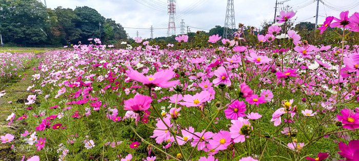岩槻区 鹿室コスモス