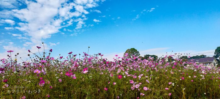 岩槻区 鹿室コスモス