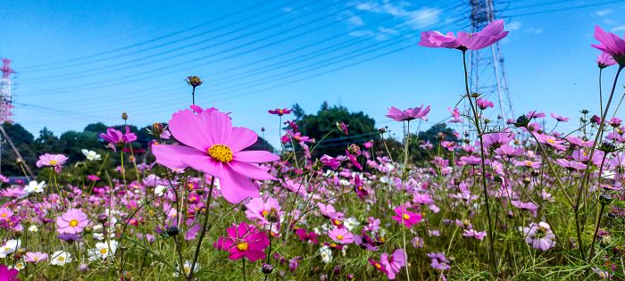 岩槻区 鹿室コスモス