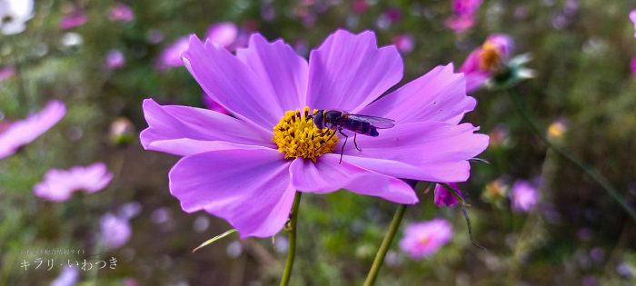 岩槻区 鹿室コスモス