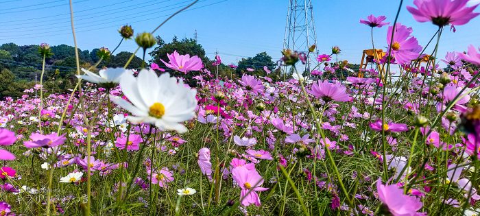 岩槻区 鹿室コスモス