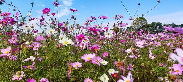 岩槻区 鹿室コスモス