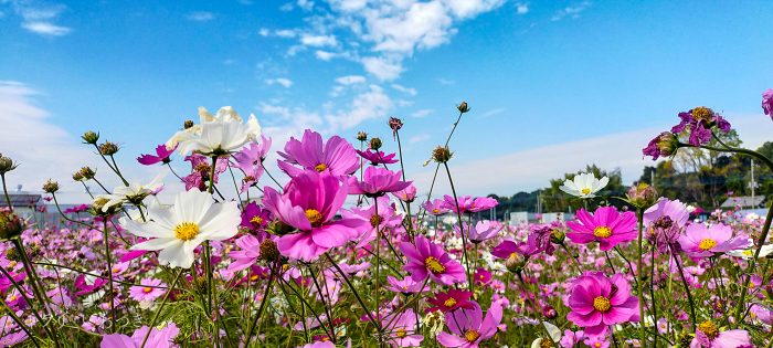 岩槻区 鹿室コスモス