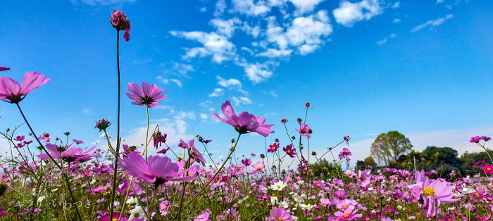 岩槻区 鹿室コスモス