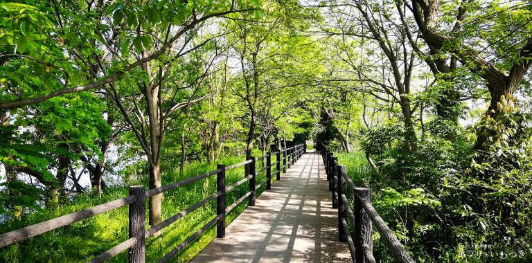 緑のトンネル・元荒川右岸川辺緑地｜春～夏にかけて見頃