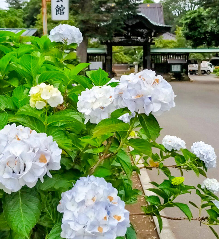 岩槻 浄国寺の紫陽花