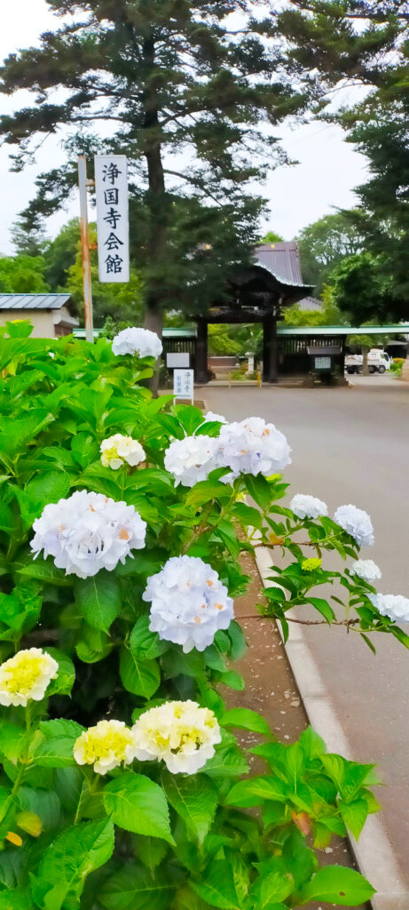 岩槻 浄国寺のあじさい
