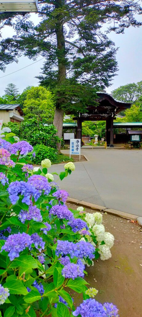岩槻 浄国寺のあじさい