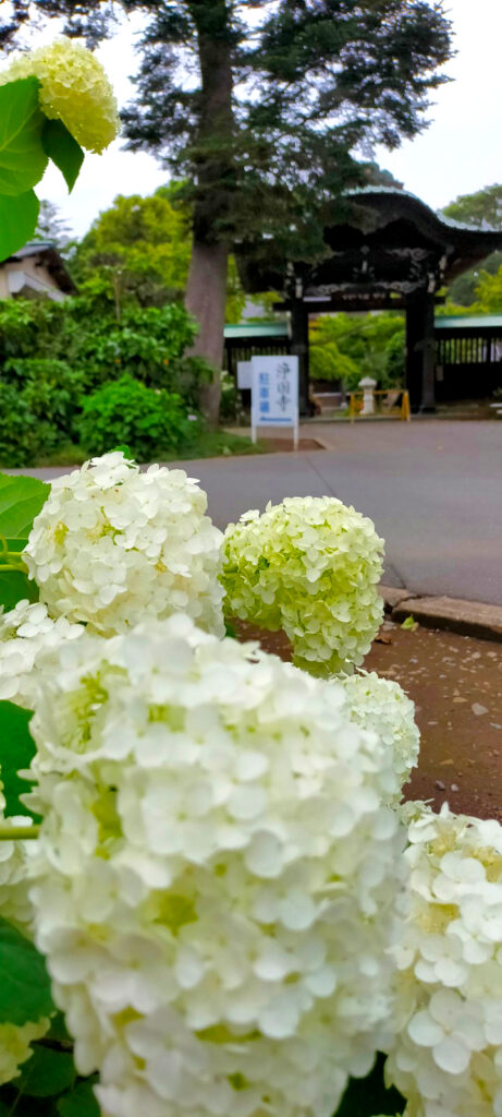 岩槻 浄国寺のあじさい