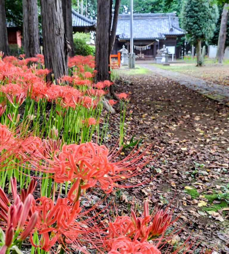 岩槻 篠岡八幡大神社の曼珠沙華
